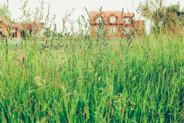Tall Grass Cutting in Winter Park