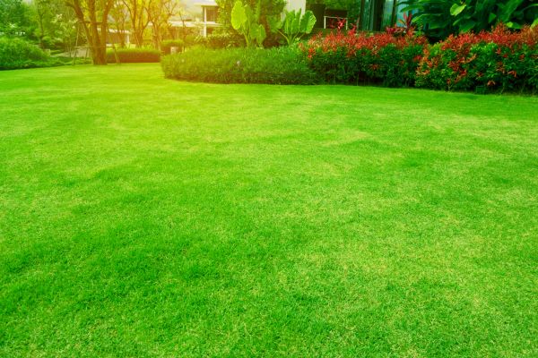 Grass Maintenance in Winter Park