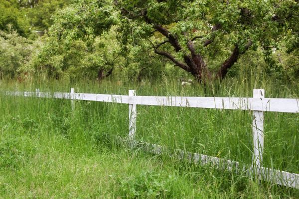 Fence Line Trimming in Winter Park
