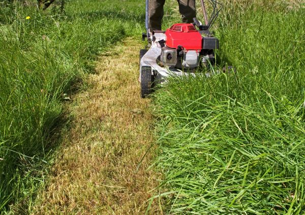 Leaf Mowing in Winter Park