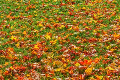 Fall Lawn Care